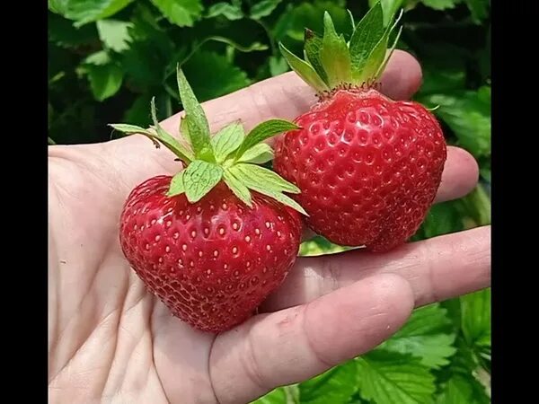 Клубни Земляника и клубника Фруктория купить по выгодной цене в интернет-магазин