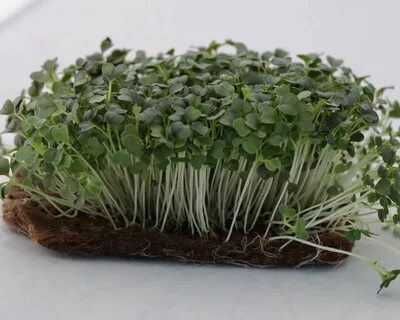 Микрозелень мицуна