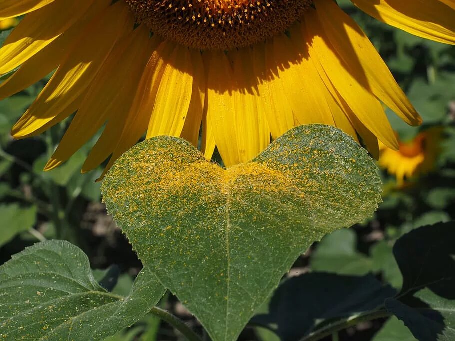 Подсолнечник соцветие. Helianthus annuus. Соцветие подсолнуха. Листья подсолнуха. Трубчатый цветок подсолнечника.