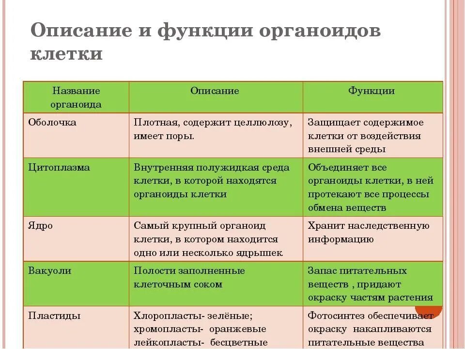 Целое часть биология. Таблица строение клетки органоиды строение функции. Функции органоидов растительной клетки таблица. Таблица части растительной клетки функции и строение. Строение клетки функции органоидов клетки таблица.