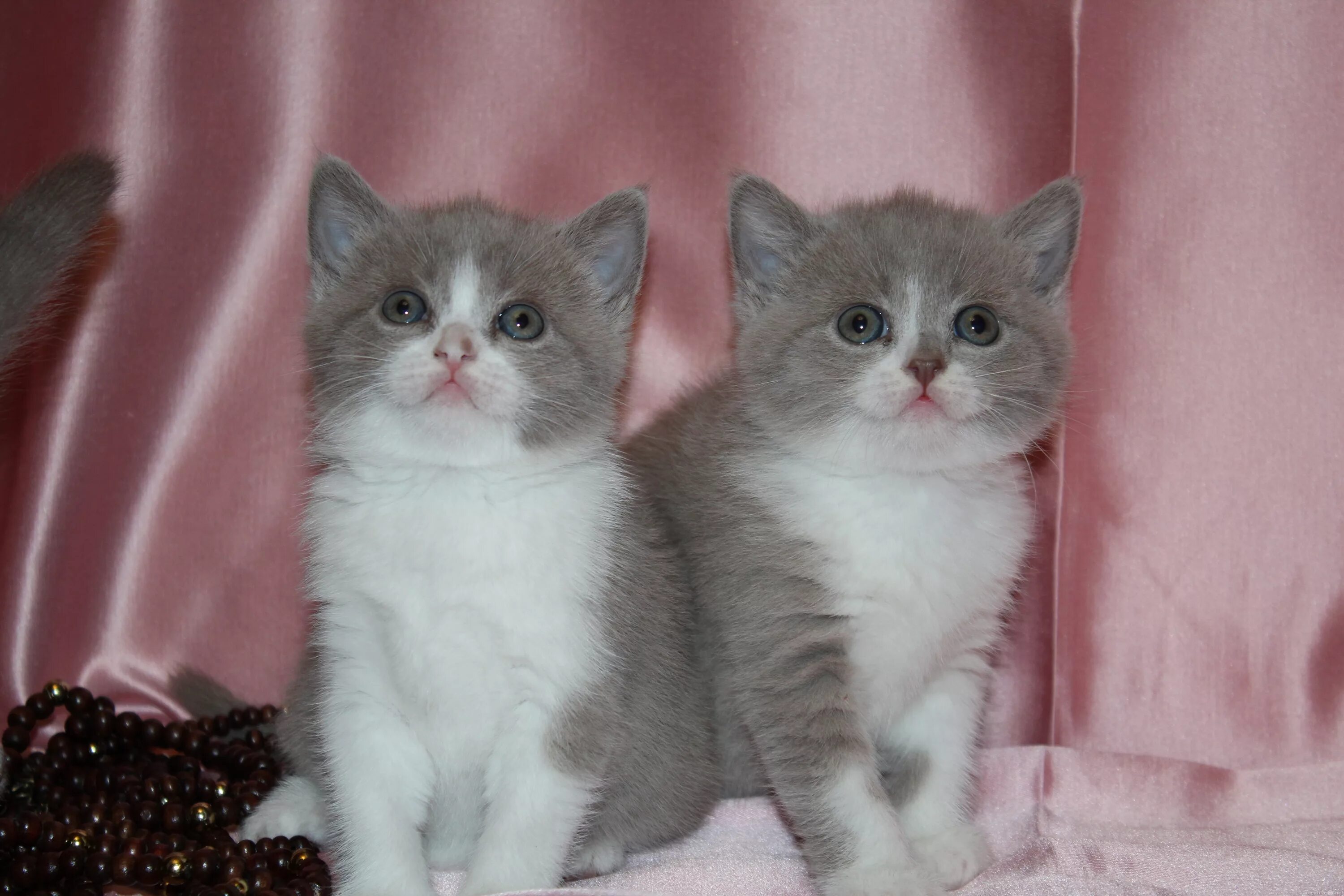 Шотландские котята биколор белый с серым. Красивые породистые котята в добрые руки. Шотландец биколор страйт метис. Британские голубые котята с белыми лапками. Котята в воронеже в добрые