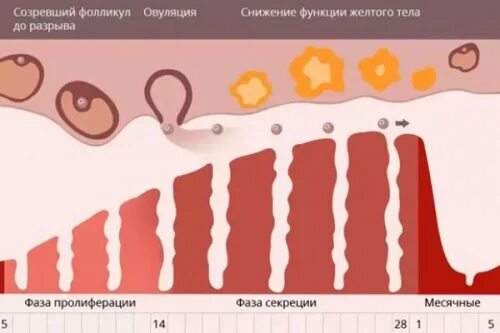 Разрыв овуляции. Долгие месячные причины. Схема стимуляции овуляции. Причины длительных месячных. Длительные месячные причины.