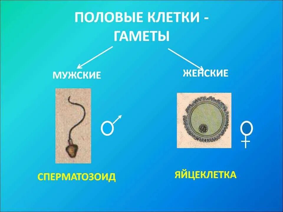 1 половые клетки мужские