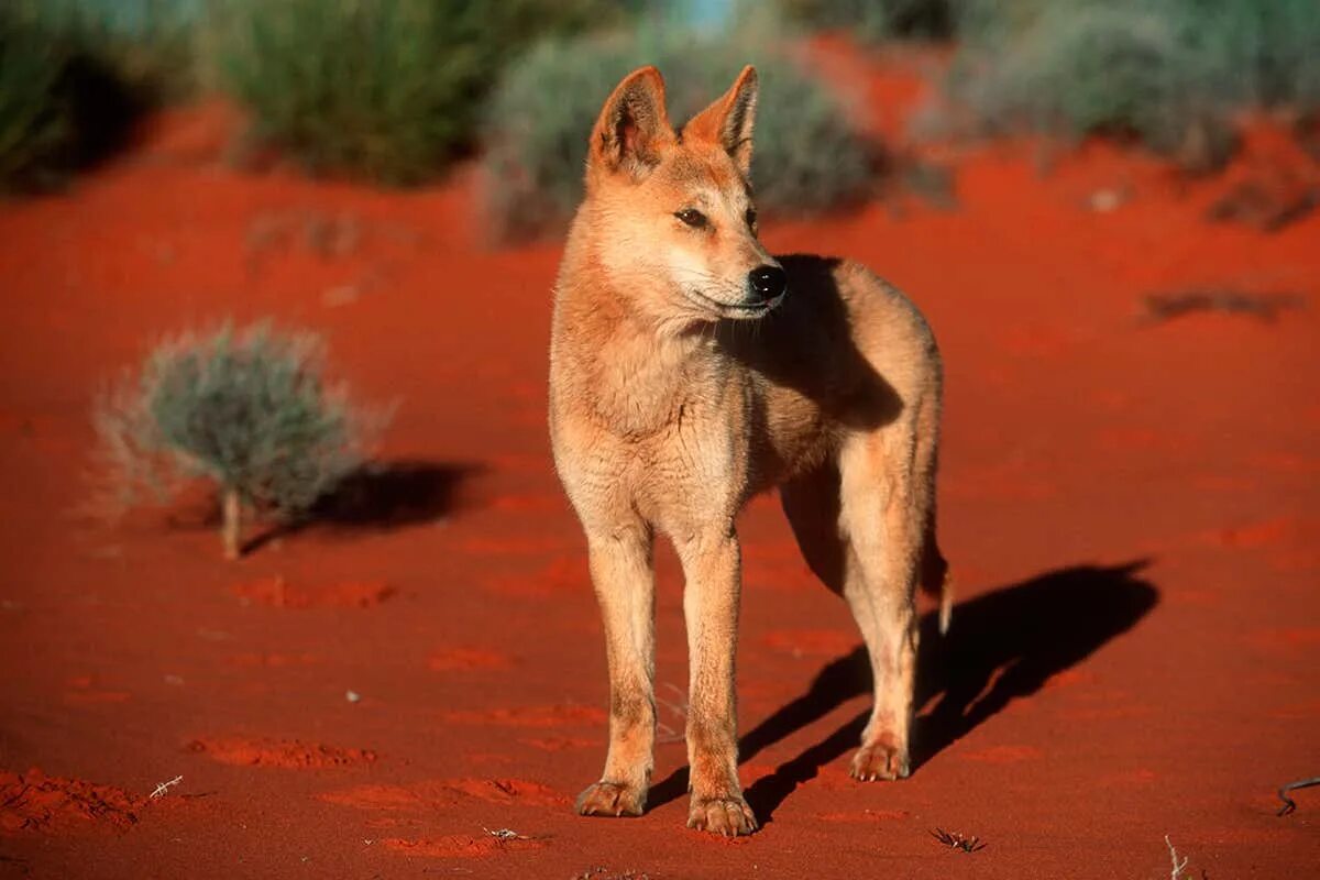 Australian wild dogs should be killed and sent to China to be eaten, says wildli