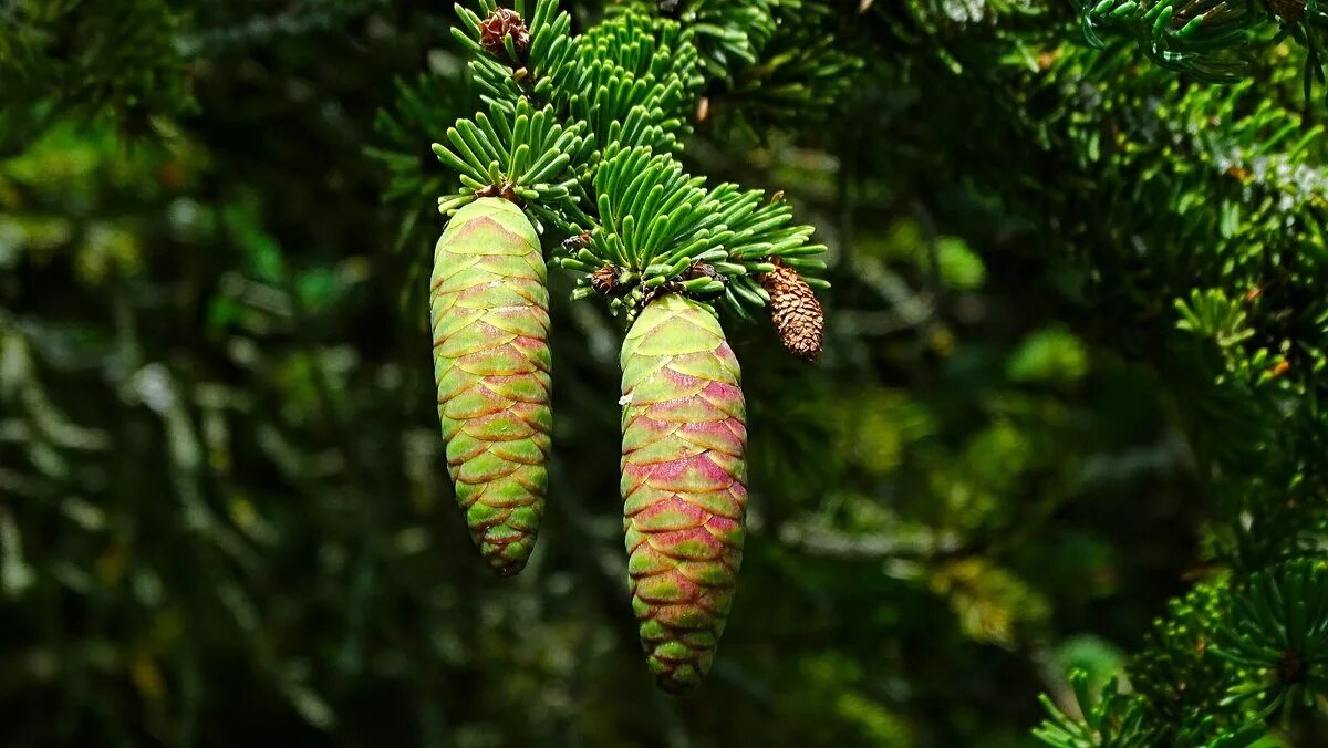 Зеленая шишка ели. Ель Глена (Picea glehnii). Ель обыкновенная молодые шишки. Шишка сосны Pinus lambertiana. Ель обыкновенная шишка.