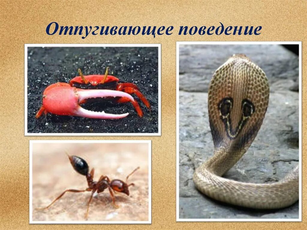 Отпугивающее поведение примеры. Отпугивающее поведение. животные с отпугивающим поведением. отпугивающее поведение животных примеры.