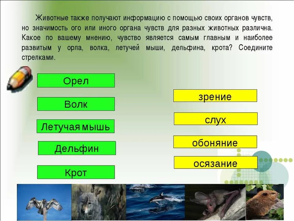 Животные также получают информацию с помощью своих органов чувств. Получение информации у животных. Различные органы чувств у животных. Животное воспринимает информацию. Также запросили информацию