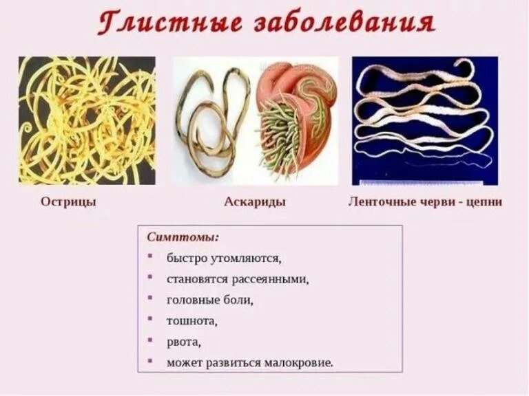 Гельминтоз причины. Паразитические черви вызывающие глистные заболевания. Круглые черви паразиты симптомы. Симптомы глистных заболеваний аскаридоз. Глистные поражения симптомы.