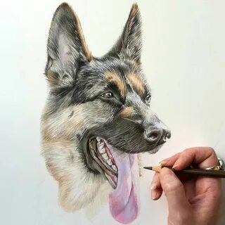 Кисть собаки