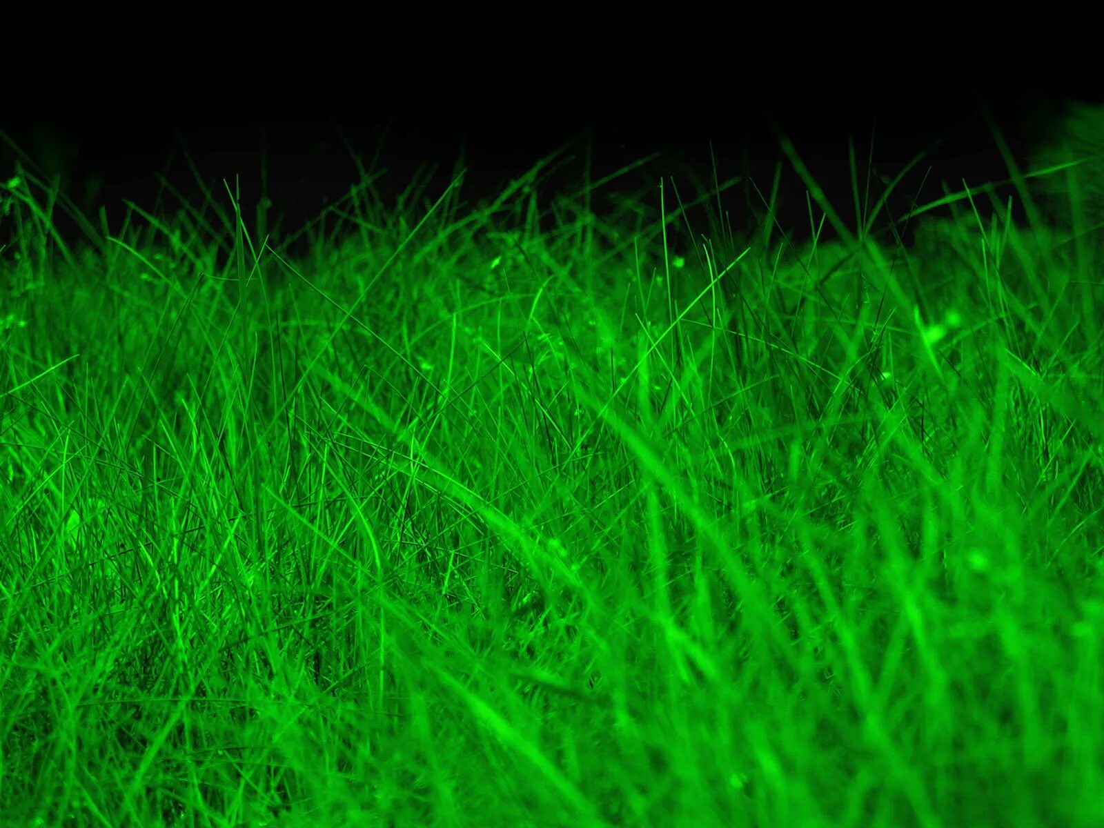 Lampyris noctiluca. светящаяся трава. куала лумпур светлячки.