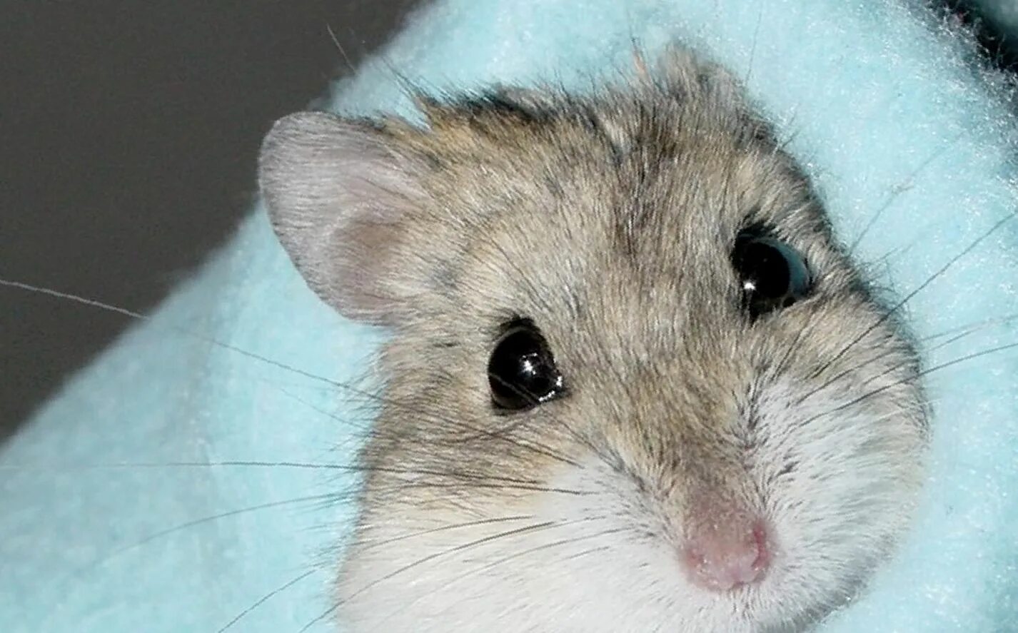 Hamsters Video Footage - Browse 6,097 HD Stock Video and Footage Adobe Stock