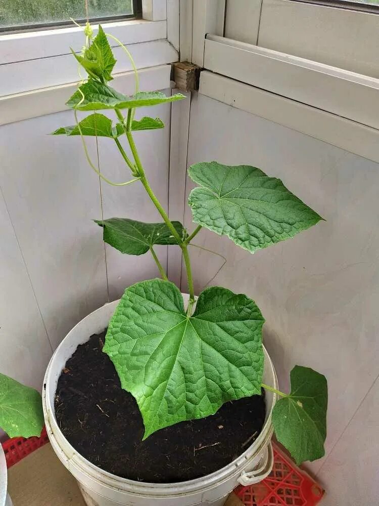 Балконных огурцов. Балконных огурцов. Балконных огурцов. Огурцы на балконе. Огурцы на балконе.