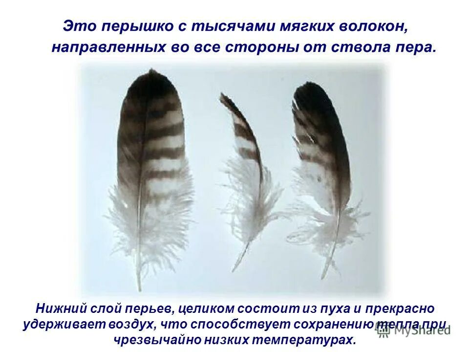 перо символ. тест текст. перья способствуют сохранению тепла в теле. перья способствуют сохранению тепла. картины из пуха и перьев.
