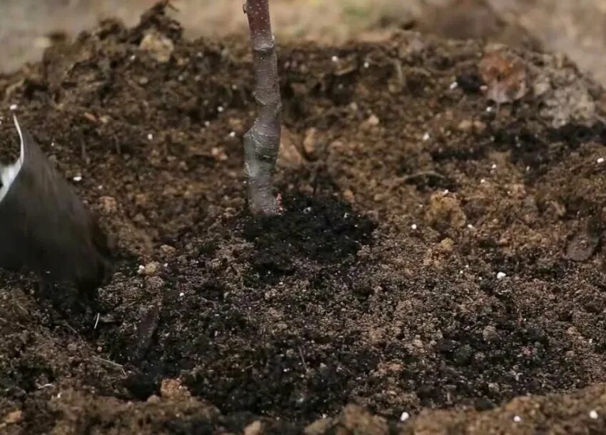 Удобрения молодых деревьев. Удобрения под яблоню. подкармливание яблони. удобрение навозом яблонь. удобрения для саженцев плодовых деревьев.