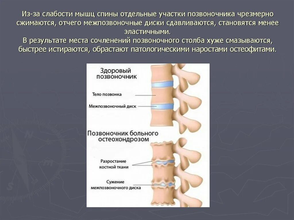 Мышечная слабость латынь
