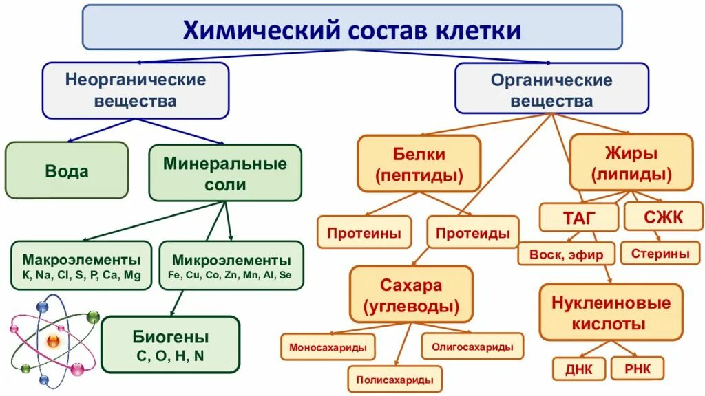 Химический состав клетки. Химический остав клетки. Химический состав клетки неорганические вещества. Химический состав клетки биология.