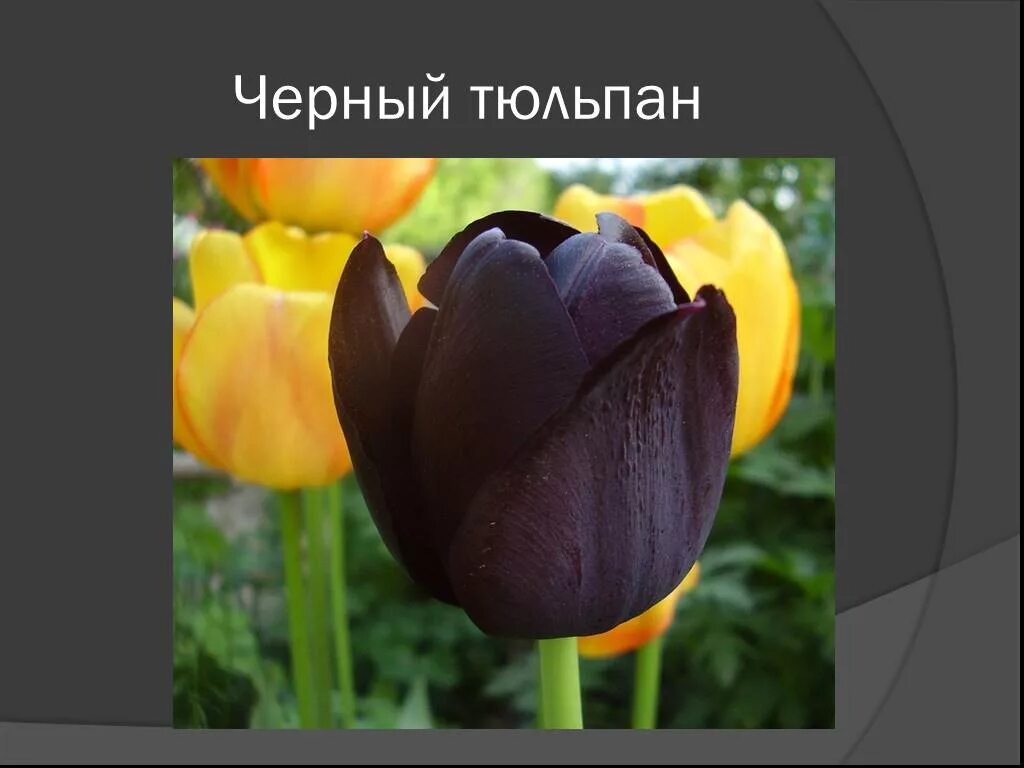 Факты о тюльпанах. Тюльпаны для презентации. Проект про тюльпан. Проект на тему тюльпан. Слайд с тюльпанами.