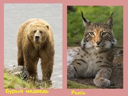 Бурый медведь рысь