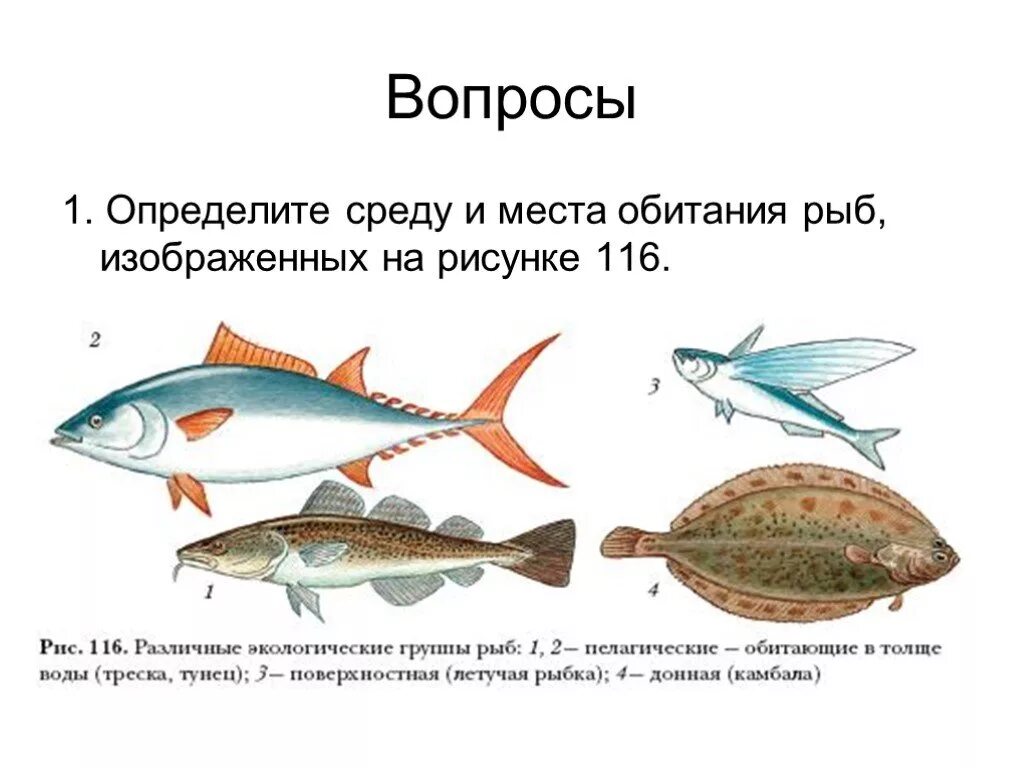 Экологические группы рыб рыб. Среда обитания рыб. Экологическая классификация рыб. Местообитание рыб.