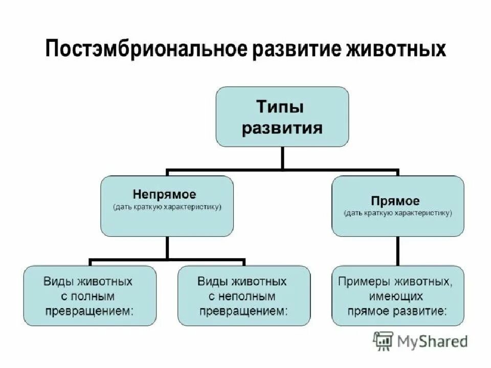 Типы постэмбрионального развития животных. Типы постэмбрионального развития схема. Постэмбриональное развитие прямое Непрямое метаморфоз. Схема типов постэмбрионального периода.