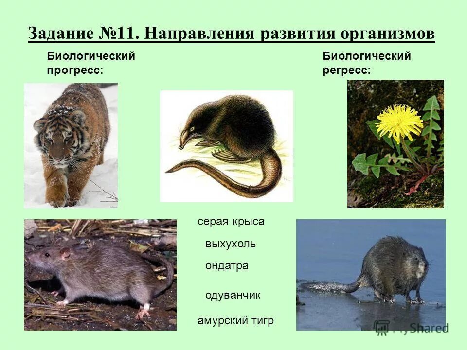 Серая крыса биологический регресс. Серая крыса биологический прогресс. Доклад про крысу серую. Серая крыса биологический прогресс. Морфологический китеритерий.