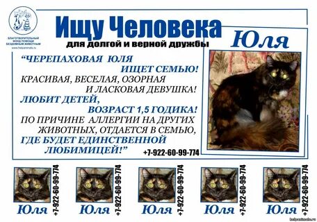 Кошки юле