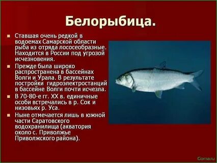 Белорыбица где водится и что за рыба