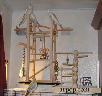 Игровые площадки для кореллы