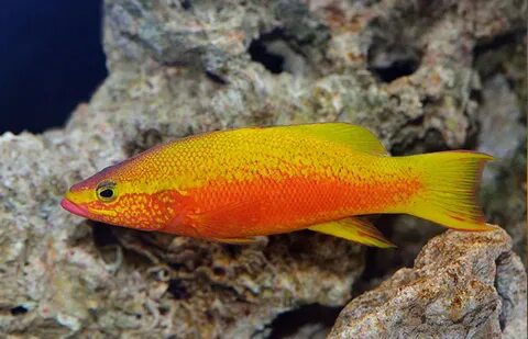 Tope fish