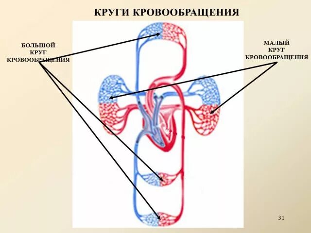Два круга кровообращения у млекопитающих. Малый круг кровообращения у млекопитающих схема. кровеносная система млекопитающих большой круг кровообращения. большой круг кровообращения млекопитающих схема. кровеносная система млекопитающих малый круг кровообращения.