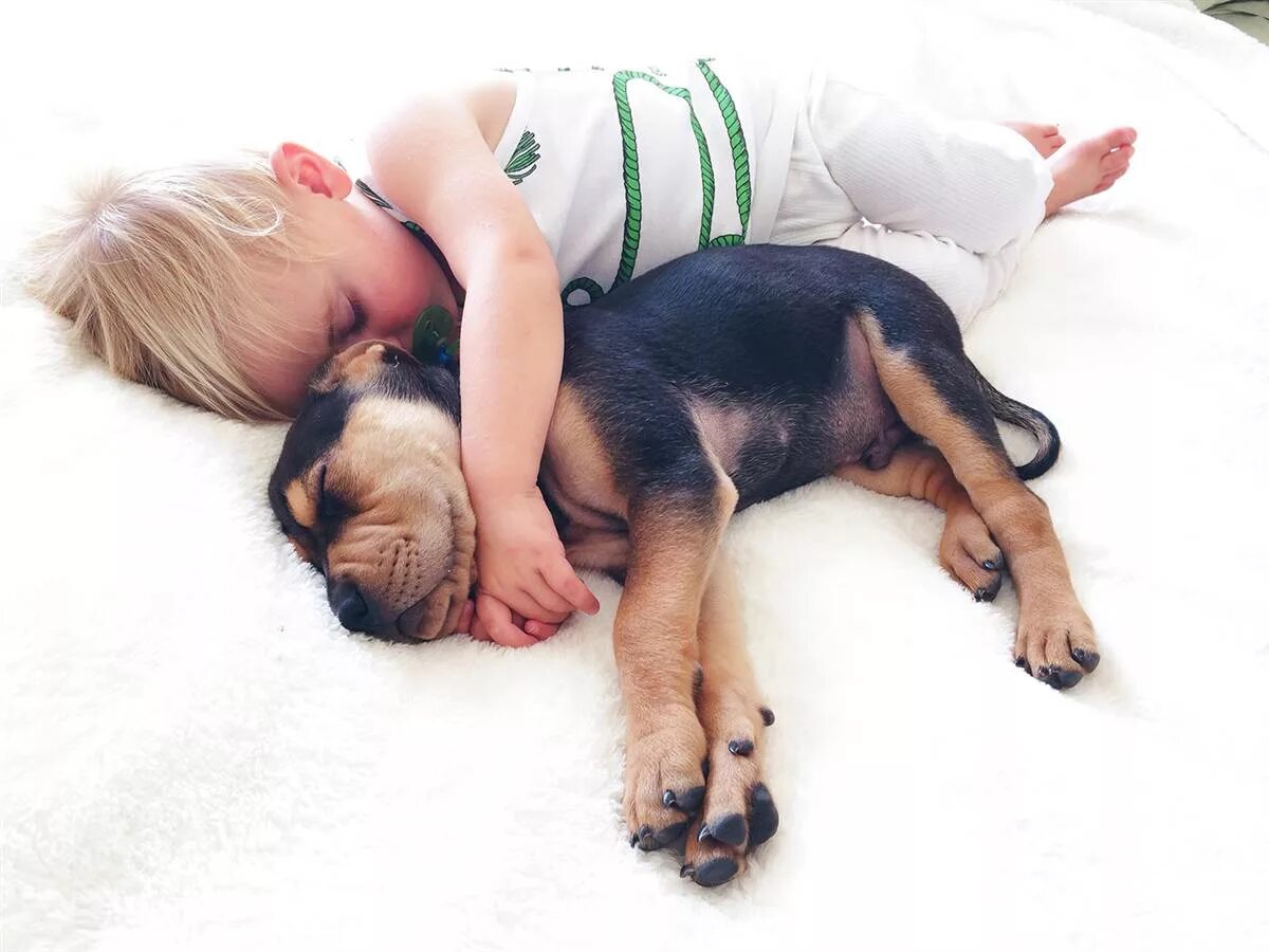 Сон собаки защищают. Собака для детей. Собаки обнимаются. Собаки спят в обнимку. Собаки в обнимку.