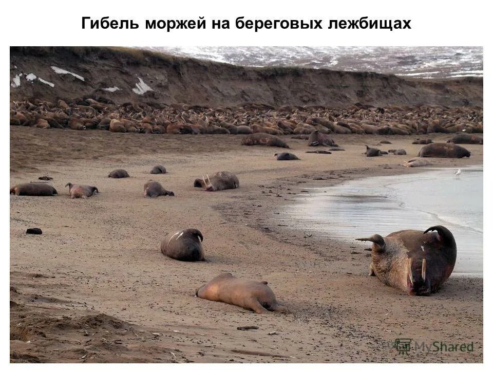 Лежбище моржей. Берегите моржей. Тихоокеанский морж чукотка. Лежбища моржей в россии. Морж.