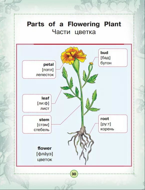 Домашний цветок на английском. Цветы названия. Цветы список. Растения перевод на английский. Растения перевод на английский.