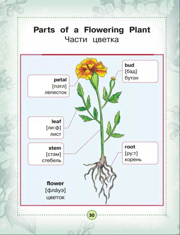 Запиши части растения. Части цветка на английском. Части растения на английском языке. Строение цветка на английском. Название частей растения.