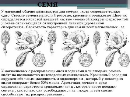 Магнолиевые не самая примитивная группа растений