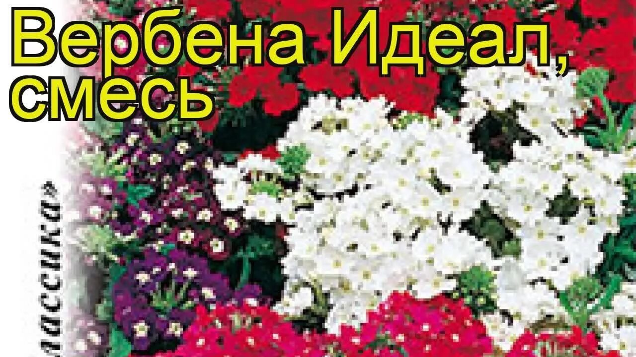 Вербена Триумф гибридная. Вербена крупноцветковая идеал. Вербена гибридная низкорослая смесь. Вербена идеал цветок. Вербена ростов