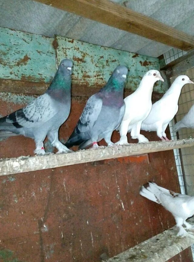 Голубей широкохвостых