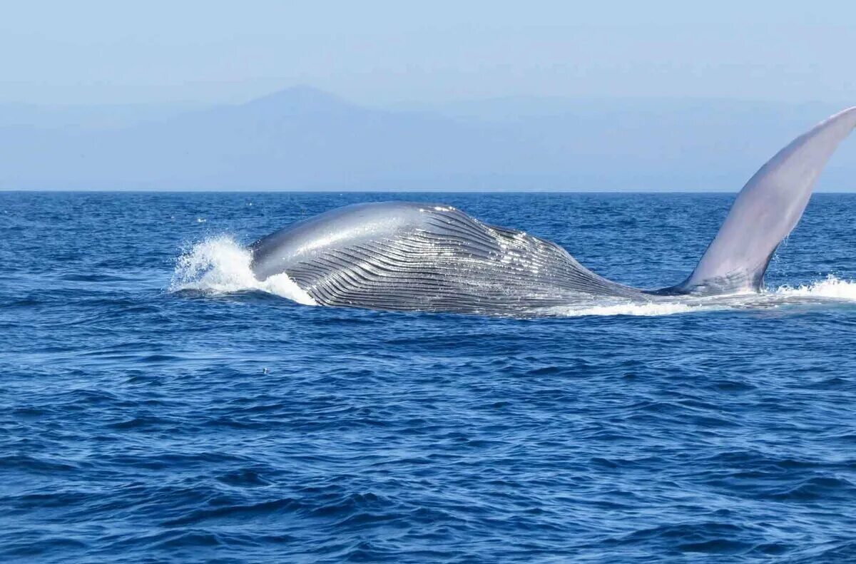 Самое большое животное жившее на земле. Китообразные синий кит. Голубой кит блювал. Блювал (голубой или синий кит). Животные китообразные кит синий.