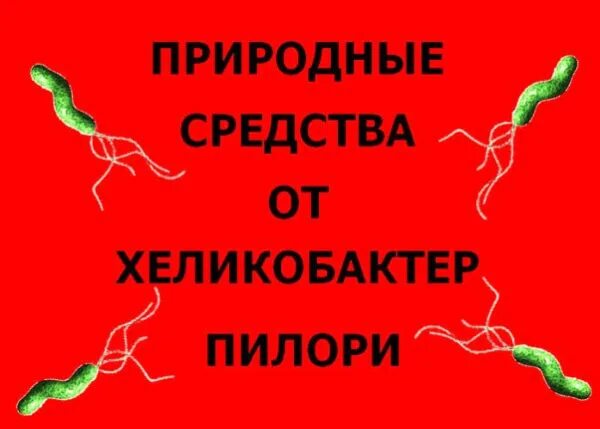 Народные средства от хеликобактер. Препараты от бактерии хеликобактер пилори. Продукты убивающие хеликобактер. Хиларибактери бактерия. Препараты убивающие хеликобактер пилори.