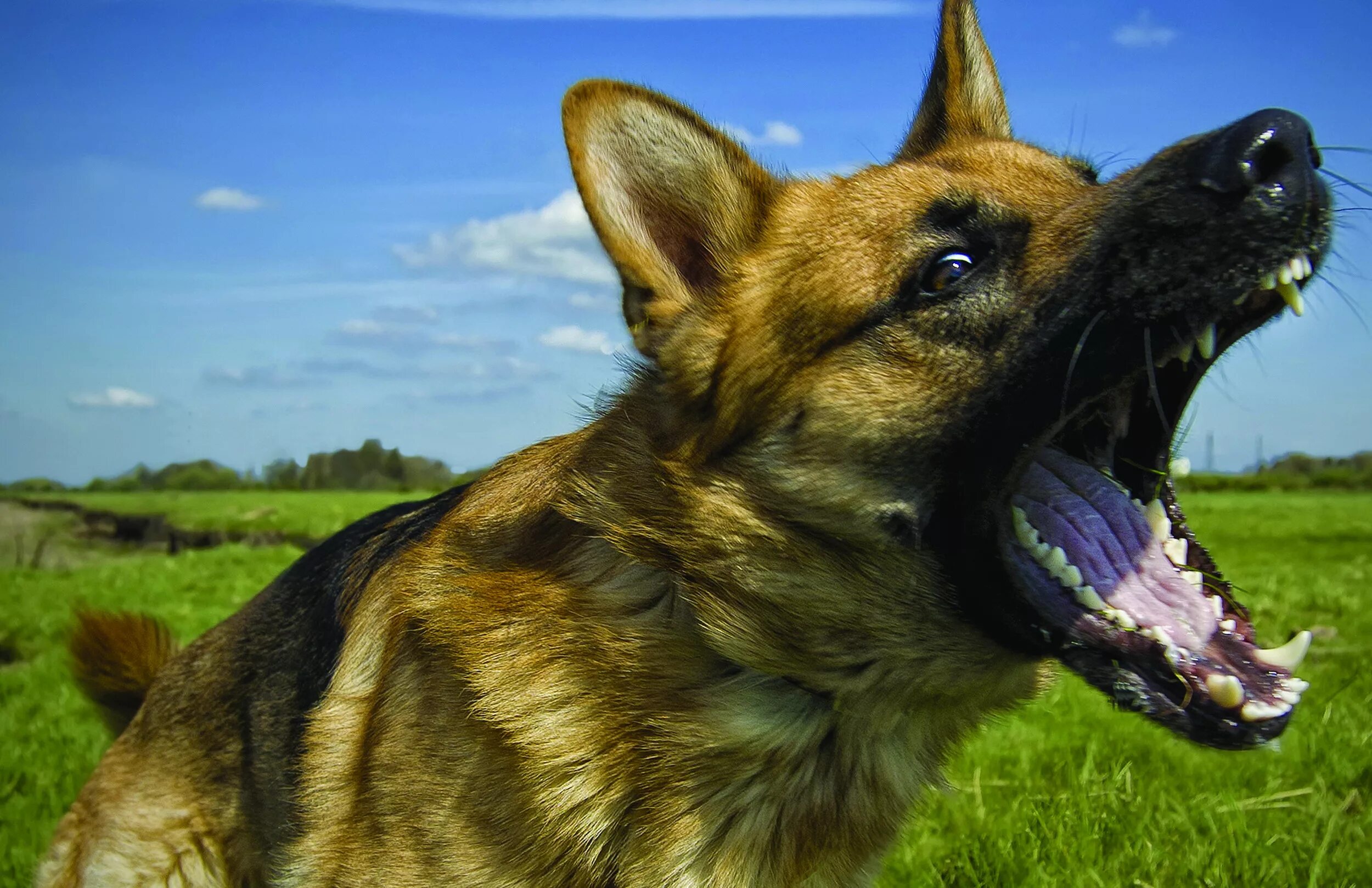 собака огрызается. гавкают. лай собаки видео. видео про лающих собак. неудавшийся лай собаки.