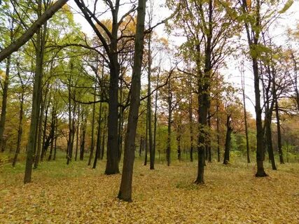 Роняет лес багряный свой убор синтаксический