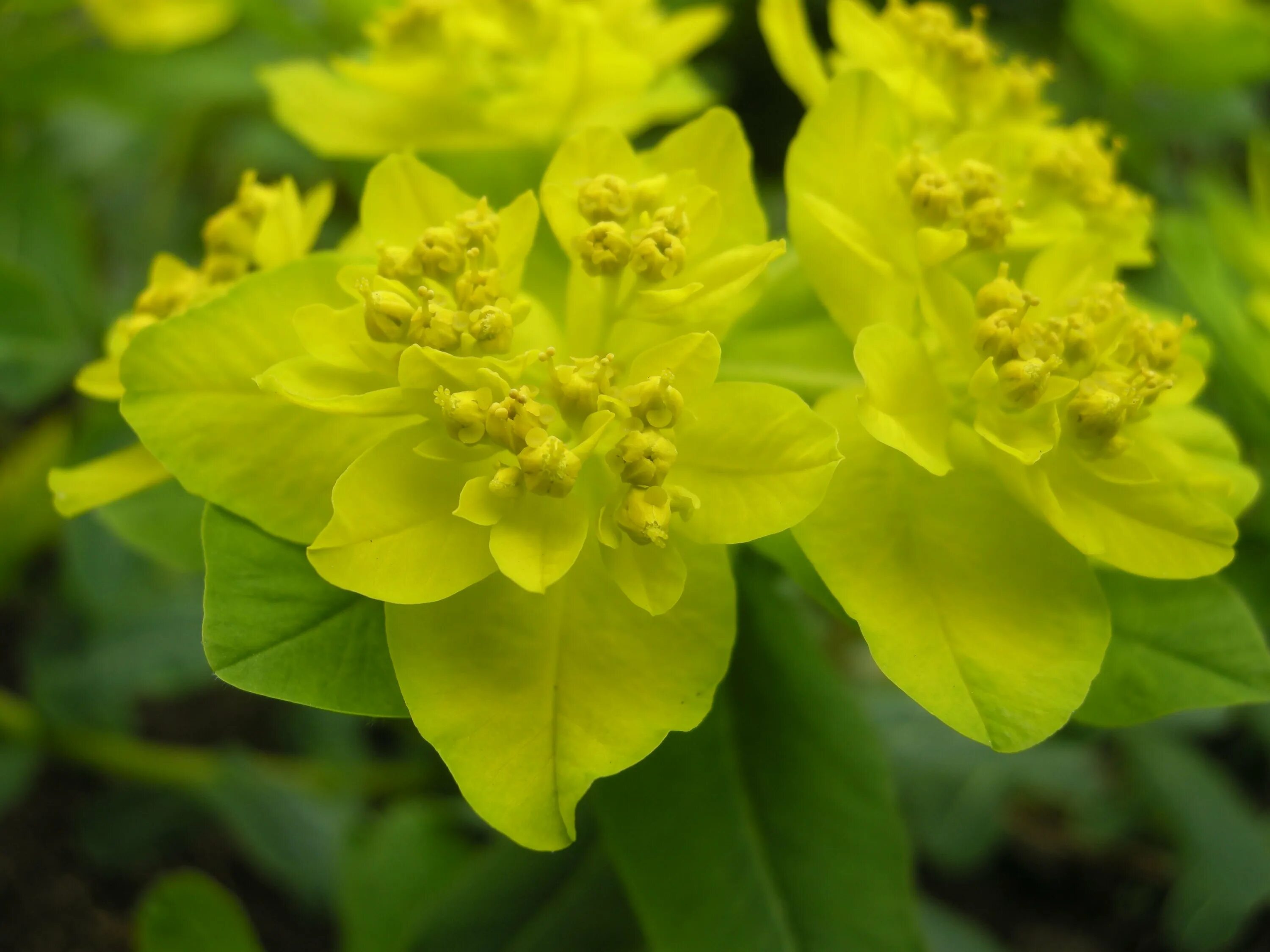 Молочай многоцветковый. Молочай (Euphorbia). Молочай полихрома. Эуфорбия полихрома. Как цветет молочай