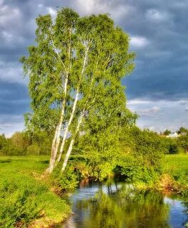 Белая береза у реки растет