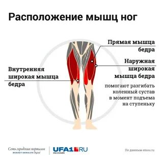 Квадрицепс функции