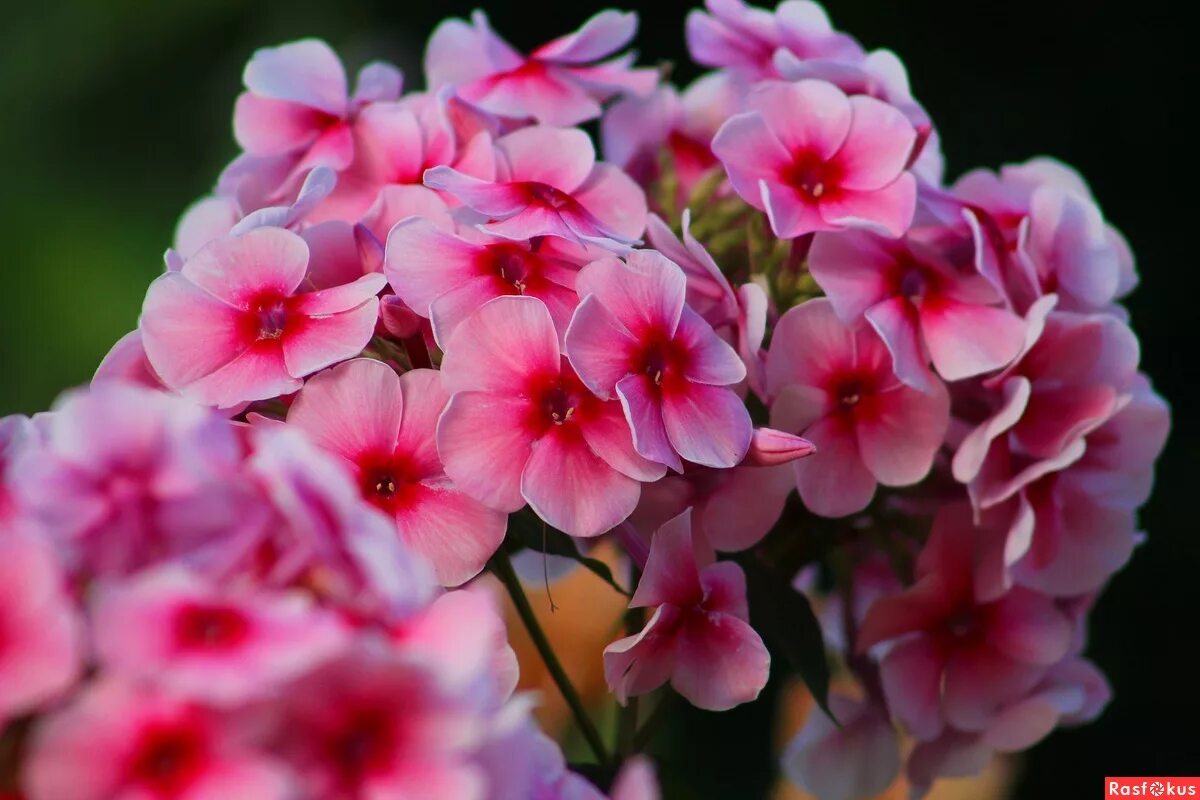 красивые фото флоксов. красивые фото флоксов. красивые фото флоксов. флоксы цветы. флокс флейм пурпл.