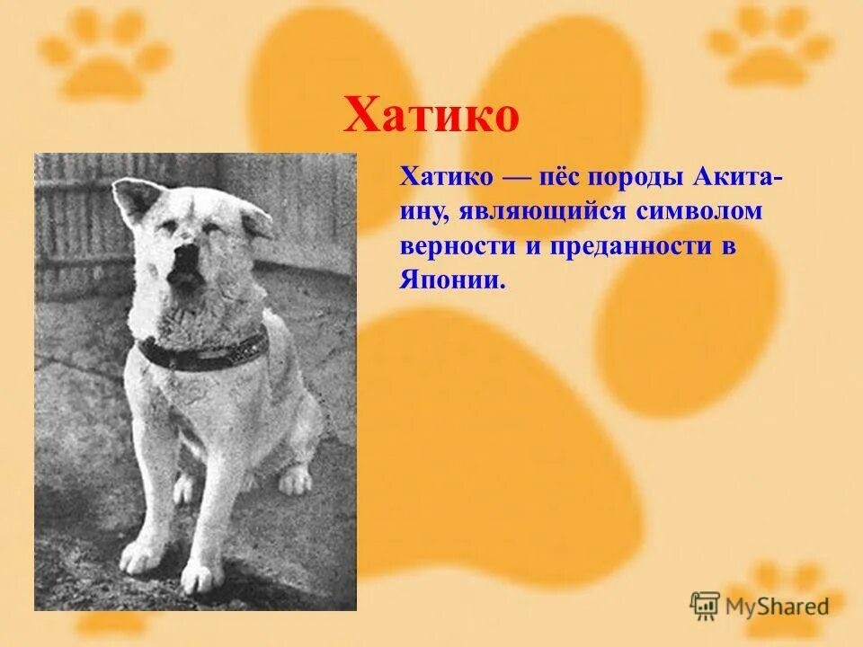 хатико 2 часть. хатико самый верный друг. хатико презентация. акита ину кобель. собака хатико.