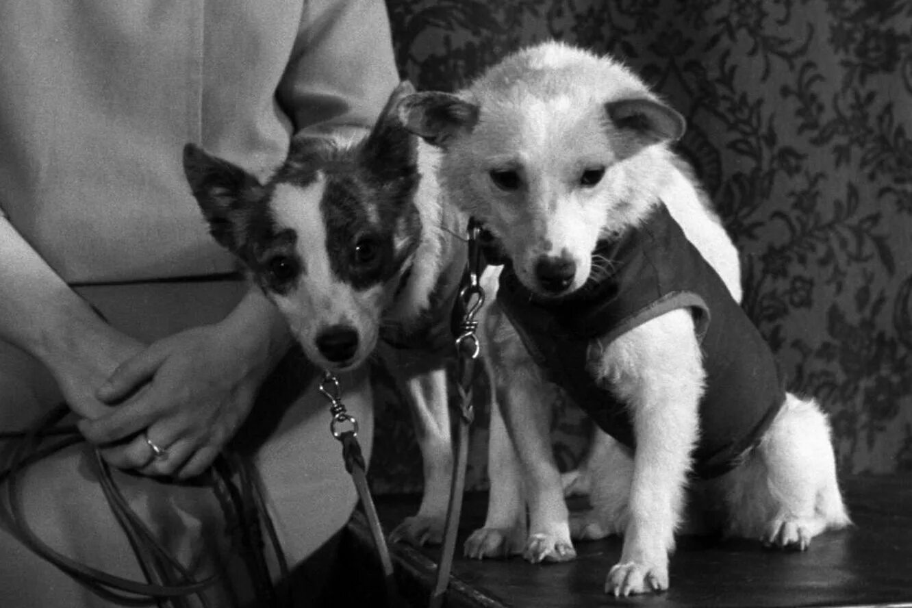 первая собака в космосе белка и стрелка