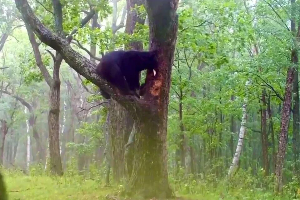 Гималайский медведь Приморье. Медведь на дереве. Медвежонок на дереве. Медведь залез на дерево.