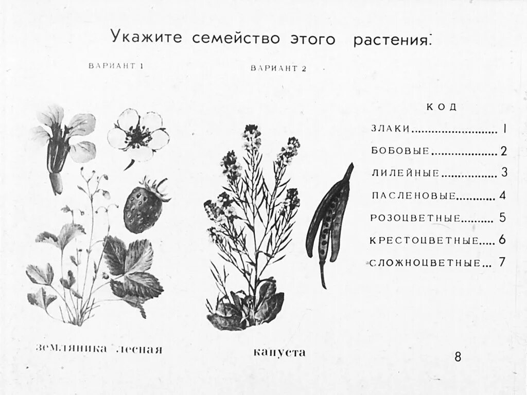 Семейства цветковых растений. Задания по ботаника семейства. Определить класс растения. Определите класс цветкового растения.