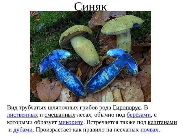 Гриб синяк фото и описание Собирать или нет Краснокнижные грибы, вкусные, растут в засуху, нечервивы. Гиро